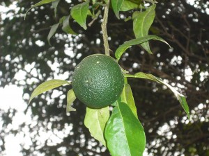 dscf1341