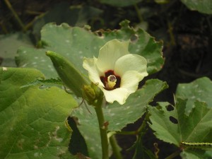 dscf1351