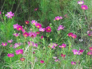 dscf1374