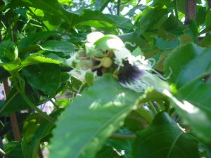 dscf1456