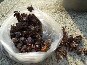 dscn9042