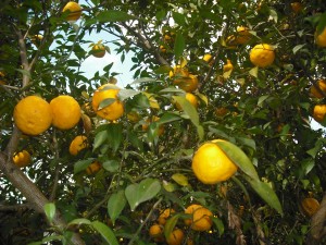 dscf0042