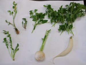 dscf6133