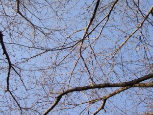 dscf6632