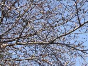 dscf6637