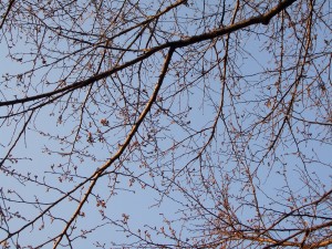 dscf6639