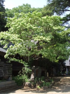 dscf67051