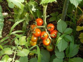 s_DSCN0270