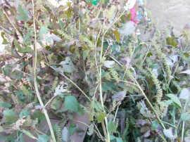 s_DSCN0511