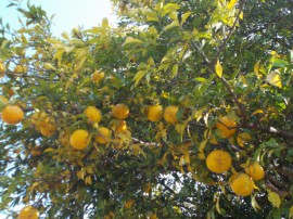 s_DSCN0711