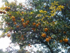 s_DSCN0748