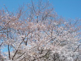 s_DSCN1263