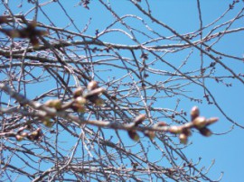 s_DSCN1268