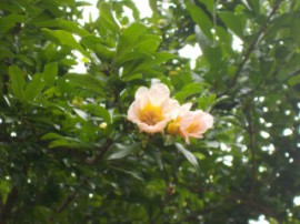s_DSCN1448
