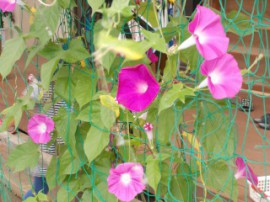 s_DSCN1703